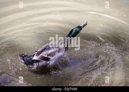 Ente, die Reinigung selbst in seiner natürlichen Umgebung. Stockfoto