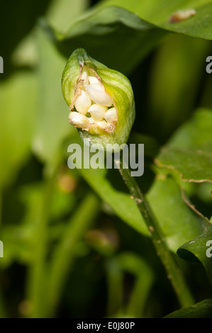 South East England, Kent, Wälder, Bäume Frühlingsblumen, Flora, Allium Ursinum Bärlauch Stoffen Bär Bären Blütenknospe Stockfoto