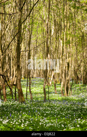 South East England, Kent, Wälder, Bäume Frühlingsblumen, Flora, Wald Szene Glockenblumen wild Holz Anemonies nemorosa Stockfoto