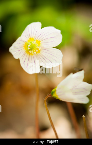 Südostengland , Kent , Waldgebiete , Frühlingsbäume Blumen , Flora , Gemeine Holzsorrel , Oxalis acetosella Stockfoto