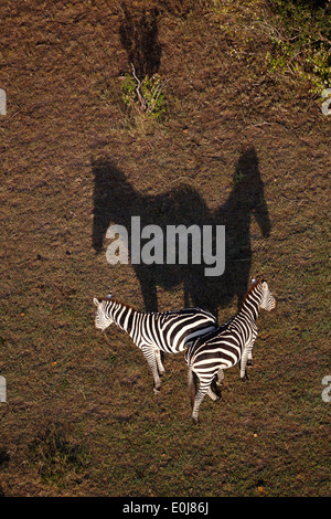 Luftaufnahme von Zebras und Schatten, Masai Mara, Kenia, Februar (Equus Quagga) Stockfoto