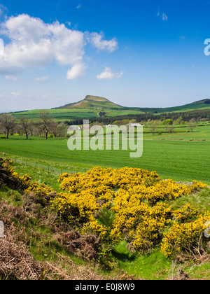 Nähe Topping in den Cleveland Hills von Gribdale an einem Frühlingstag mit Ginster-Büsche in voller Blüte gesehen Stockfoto