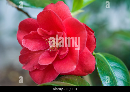 Camellia Japonica Adolphe Audusson. Gemeinsamen Kamelie. Stockfoto