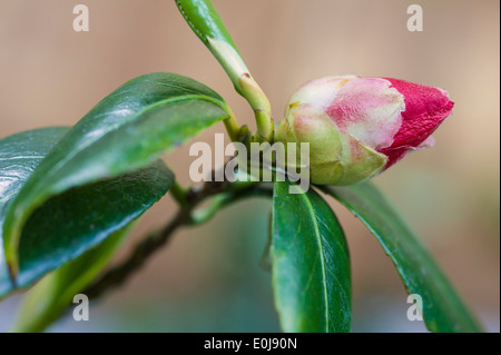 Camellia Japonica Adolphe Audusson. Gemeinsamen Kamelie. Stockfoto