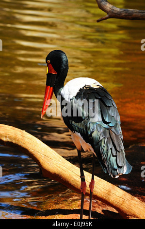 Saddlebill Storch (Ephippiorhynchus Senegalensis). Stockfoto