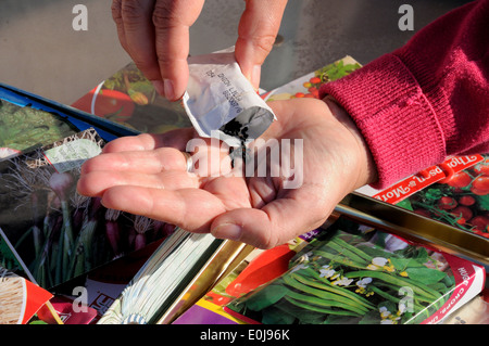 Frau schüttelt rote Frühlingszwiebeln Samen in Handfläche bereit für die Aussaat, England, Vereinigtes Königreich, West-Europa. Stockfoto