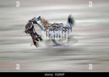 Gefleckte Hyänen laufen mit einem Teil der Karkasse, Mara Naboisho, Kenia (Crocuta Crocuta) Stockfoto