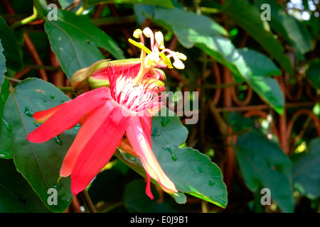 rote Passionsblume wächst an der Seite eines Hauses in einem ländlichen Dorf in Ost-Java-Indonesien Stockfoto