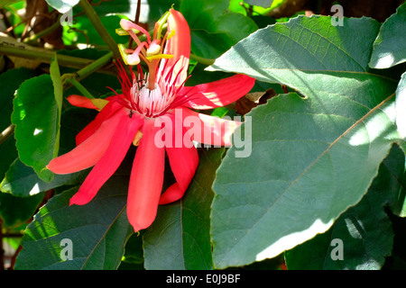 rote Passionsblume wächst an der Seite eines Hauses in einem ländlichen Dorf in Ost-Java-Indonesien Stockfoto