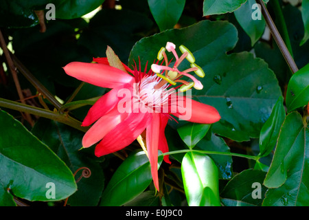 rote Passionsblume wächst an der Seite eines Hauses in einem ländlichen Dorf in Ost-Java-Indonesien Stockfoto