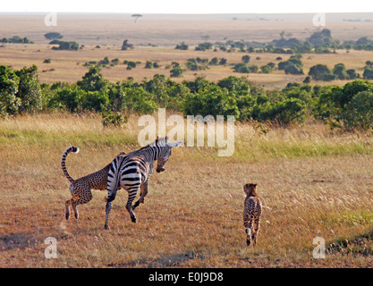 Drei Geparden jagen Zebra, Masai Mara, Kenia, Februar (Acinonyx Jubatus) Stockfoto