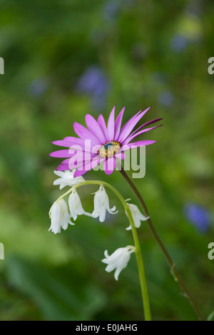 Osteospermum Tresco rosa und weiße Glockenblume Blüten in einen englischen Garten Bluebell Stockfoto