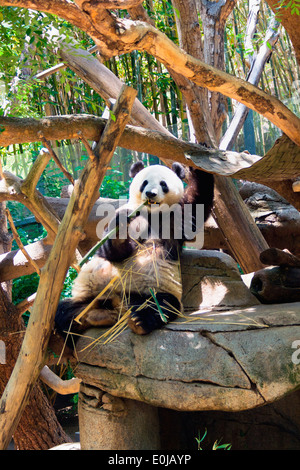 Giant Panda Essen Bambus in der San Diego Zoo, Balboa Park, San Diego, Kalifornien, Vereinigte Staaten von Amerika Stockfoto