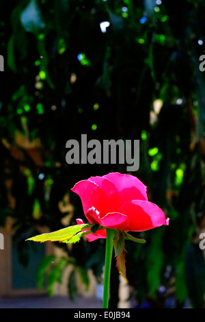 leuchtend rote rose wächst in einem Garten in einem kleinen ländlichen Dorf in Ost-Java-Indonesien Stockfoto