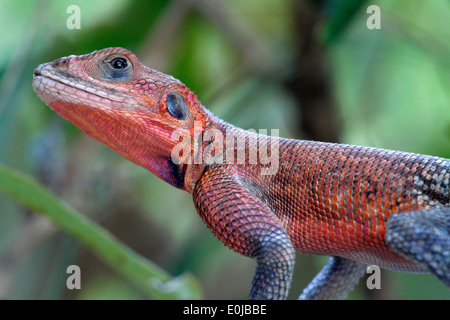 Männliche afrikanische Regenbogen Eidechse, Mara Naboisho, Kenia (Agama Agama) Stockfoto