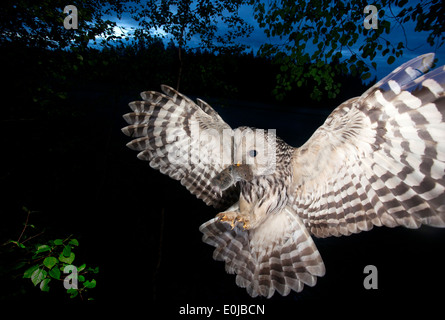 Habichtskauz im Flug mit der Maus, Schweden, Mai (Strix Uralensis) Stockfoto