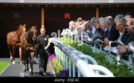 PRE-PARADE-RING-DANTE-FESTIVAL YORK RACECOURS YORK RACECOURSE YORK ENGLAND 14. Mai 2014 Stockfoto