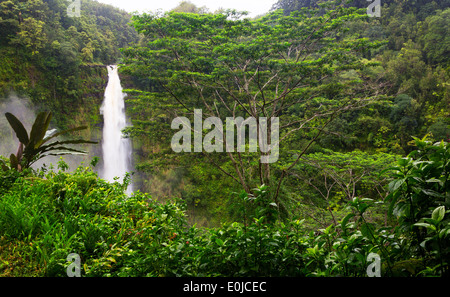 Dschungel üppige Blattwerk und Akaka Wasserfälle in Akaka Falls Park auf Big Island, Hawaii Stockfoto