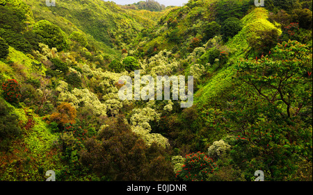 Gedeihend auf dem Hana Highway Maui, Hawaii Stockfoto