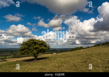 Blick auf die Sussex Weald von in der Nähe von Rackham Hill in den South Downs National Park in West Sussex. Stockfoto