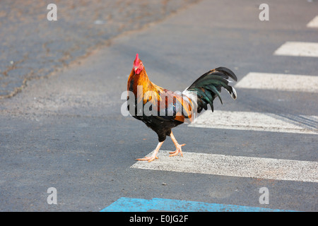 Kauai wilde Huhn überqueren Sie die Straße Kauai, Hawaii Stockfoto