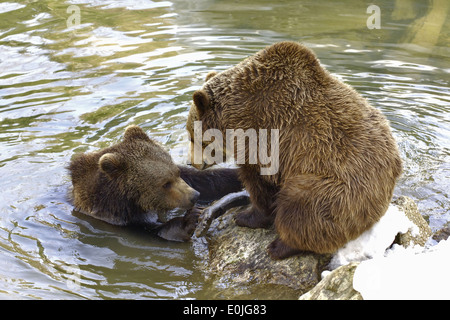 Spielende Braunbaeren, Jungtiere, Ursus arctos Stockfoto