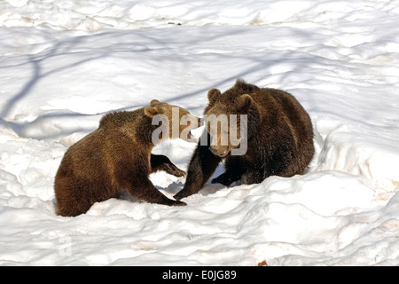 Spielende Braunbaeren, Jungtiere, Ursus arctos Stockfoto