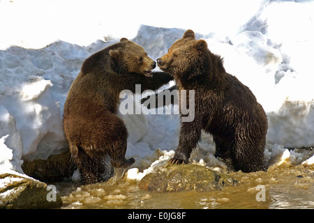 Spielende Braunbaeren, Jungtiere, Ursus arctos Stockfoto