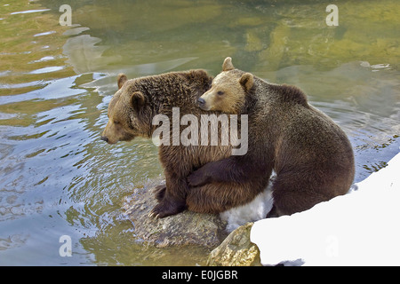 Spielende Braunbaeren, Jungtiere, Ursus arctos Stockfoto