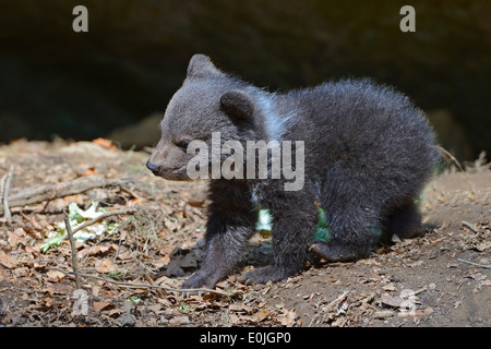 Europäischer Braunbär (Ursus Arctos), Jungtier, 3 Monate, Gefangenschaft, Bayern, Deutschland Stockfoto