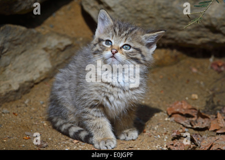 Wildkatze (Felis Silvestris), Jungtier, Gefangenschaft, Bayern, Deutschland Stockfoto