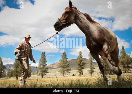 Sgt. Justin D. Head, Tier Verpackung Kurs Chefausbilder Übungen seinen Mustang, Hondo, kurz nach der Beweidung. Die tierischen p Stockfoto