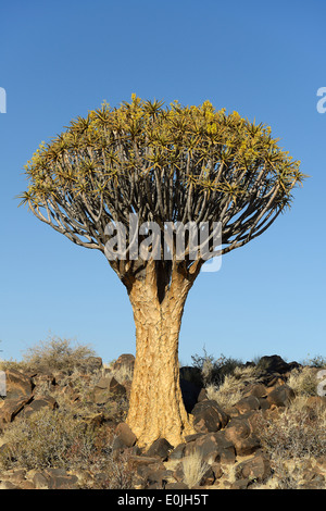 Koecherbaum Oder Quivertree (Afrikaans: Kokerboom, Aloe Dichotoma) Bei "Sonnenaufgang", Keetmanshoop, Namibia, Afrika Stockfoto