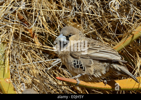 Siedelweber (Philetairus Socius) Keetmanshoop, Namibia, Afrika Stockfoto