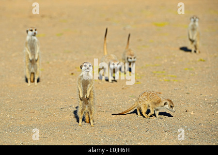 Erdmaennchen (Suricata Suricatta) Im Morgenlicht, Bei Keetmanshoop, Namibia, Afrika Stockfoto