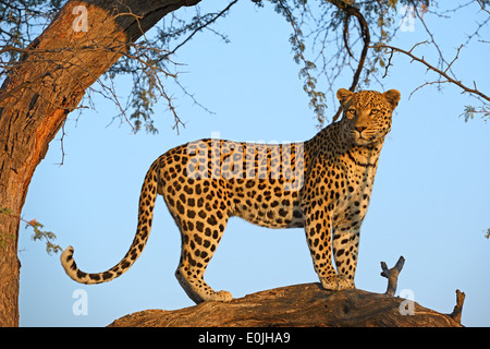 Leopard (Panthera Pardus) Haelt Ausschau Auf Einem Baum Im Ersten Morgenlicht, Khomas Region, Namibia, Afrika Stockfoto