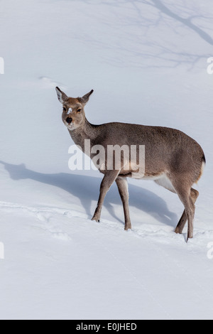 Rehe im Schnee bedeckt Land in Hokkaido, Japan Stockfoto