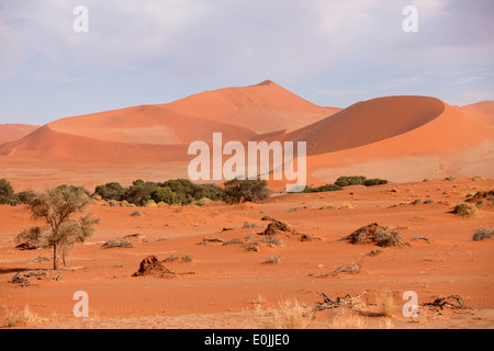 früh morgens in den Dünen von Sossusvlei in der Wüste Namib, Namib Naukluft Park, Namibia, Afrika Stockfoto