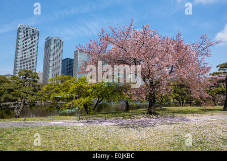 Kirschblüten am Hama-Rikyu-Garten Stockfoto