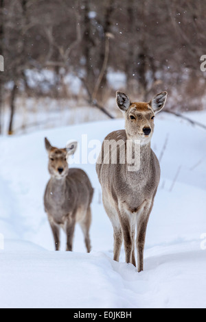 Ein paar Hirsche in Kushiro, Hokkaido, Japan Stockfoto