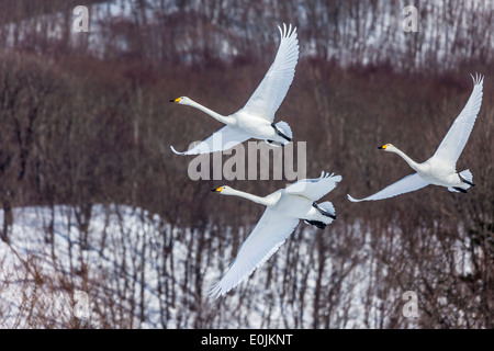 Kraniche im Flug Stockfoto