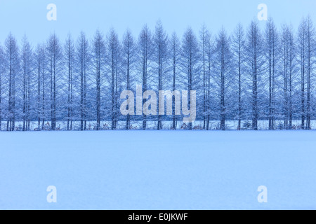 Weiße Birken in Folge Stockfoto