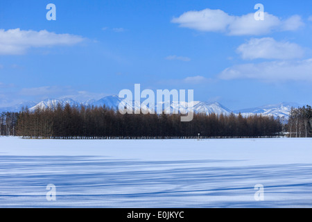 Weiße Birken in Folge Stockfoto