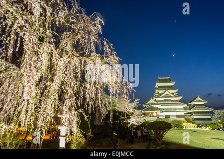 Kirschblüten am Burg Matsumoto in Japan in der Nacht Stockfoto