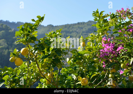Lemon Tree und Bougainvillea Blumen, Deia, Mallorca, Spanien Stockfoto