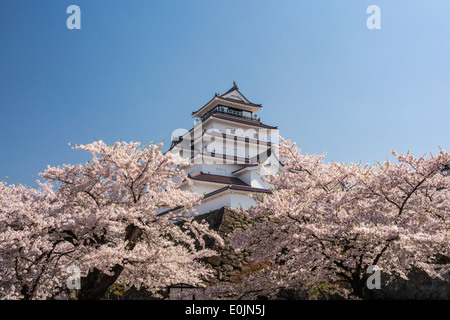 Tsurugajo Burg und Kirsche Bäume, Fukushima, Japan Stockfoto