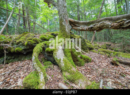 Aokigahara Sea of Trees in Japan Stockfoto