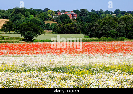 Mohnfeld mit gelben und weißen Wildblumen mit Gebäude auf der Rückseite, Lichfield, Staffordshire, Großbritannien. Stockfoto