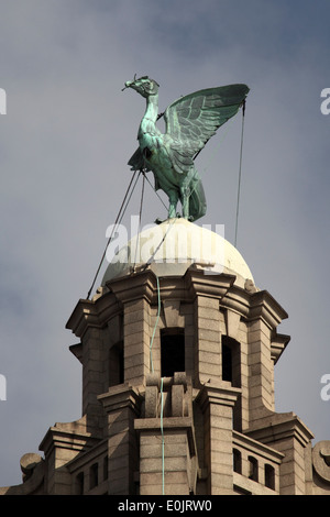 Ein Leber-Vogel auf dem Leber-Gebäude in Liverpool. Stockfoto