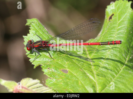 Nahaufnahme des männlichen eurasischen große Red Damselfly (Pyrrhosoma Nymphula) Stockfoto